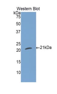 IL-1B / IL-1 Beta Antibody (aa118-268, Cy3)