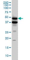 Monoclonal Mouse anti-Human BMP7 Antibody (clone M1-F8, WB)