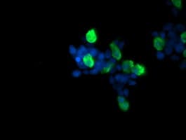 RAB37 Antibody (clone OTI2D1)
