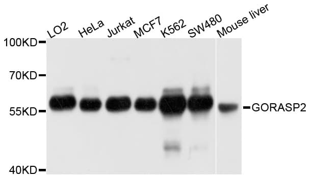 Polyclonal Rabbit anti-Human GORASP2 / GRASP55 Antibody (WB)