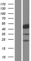 SH2D2A Protein (Over-Expression Lysate Myc-DDK (Flag))