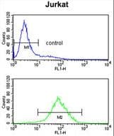 PPM1H Antibody (aa235-263)