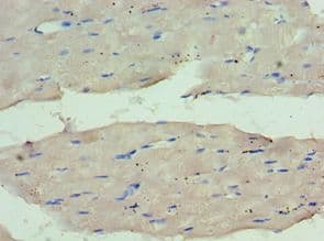 Polyclonal Rabbit anti-Human WDR77 / MEP50 Antibody (aa1-260, IHC, WB)