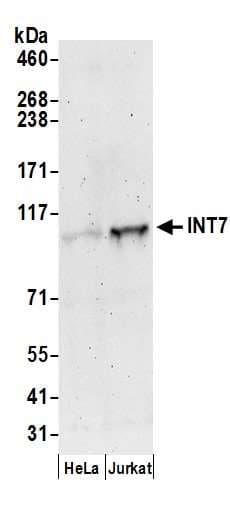 INT7 / INTS7 Antibody (aa850-900)