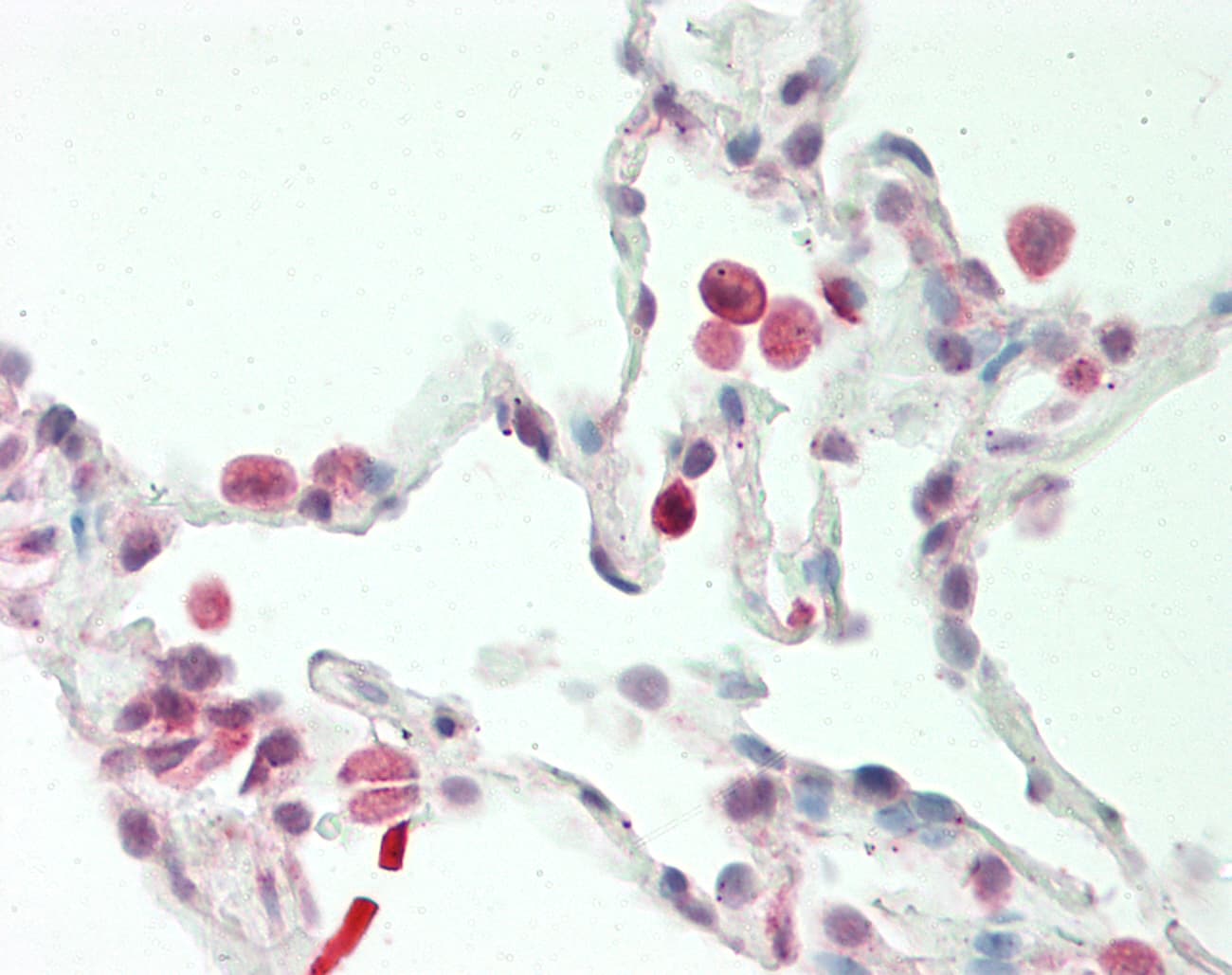 SNX1 Antibody (aa44-93)