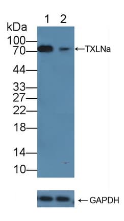 TXLNA / Alpha Taxilin Antibody (aa328-531)