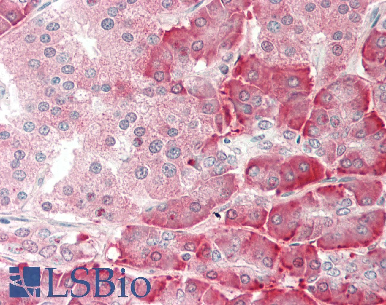 PDI / P4HB Antibody (aa101-150)