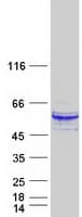 Human SH2D2A Protein (Recombinant Myc-DDK (Flag))