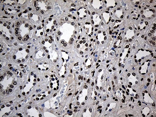 Monoclonal Mouse anti-Human ZNF558 Antibody (clone OTI2C4, Carrier-free, IHC, WB)