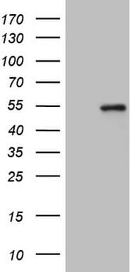 ZNF200 Antibody (clone OTI1A5)