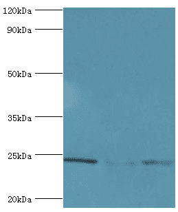 BAG2 Antibody (aa1-211)