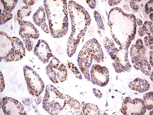 Monoclonal Mouse anti-Human PDSS2 / DLP1 Antibody (clone UMAB177, Carrier-free, IHC, WB)