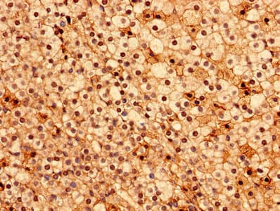 ACOT9 Antibody