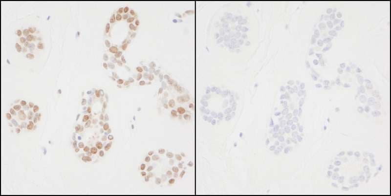 PCNA Antibody (phospho-Tyr211)