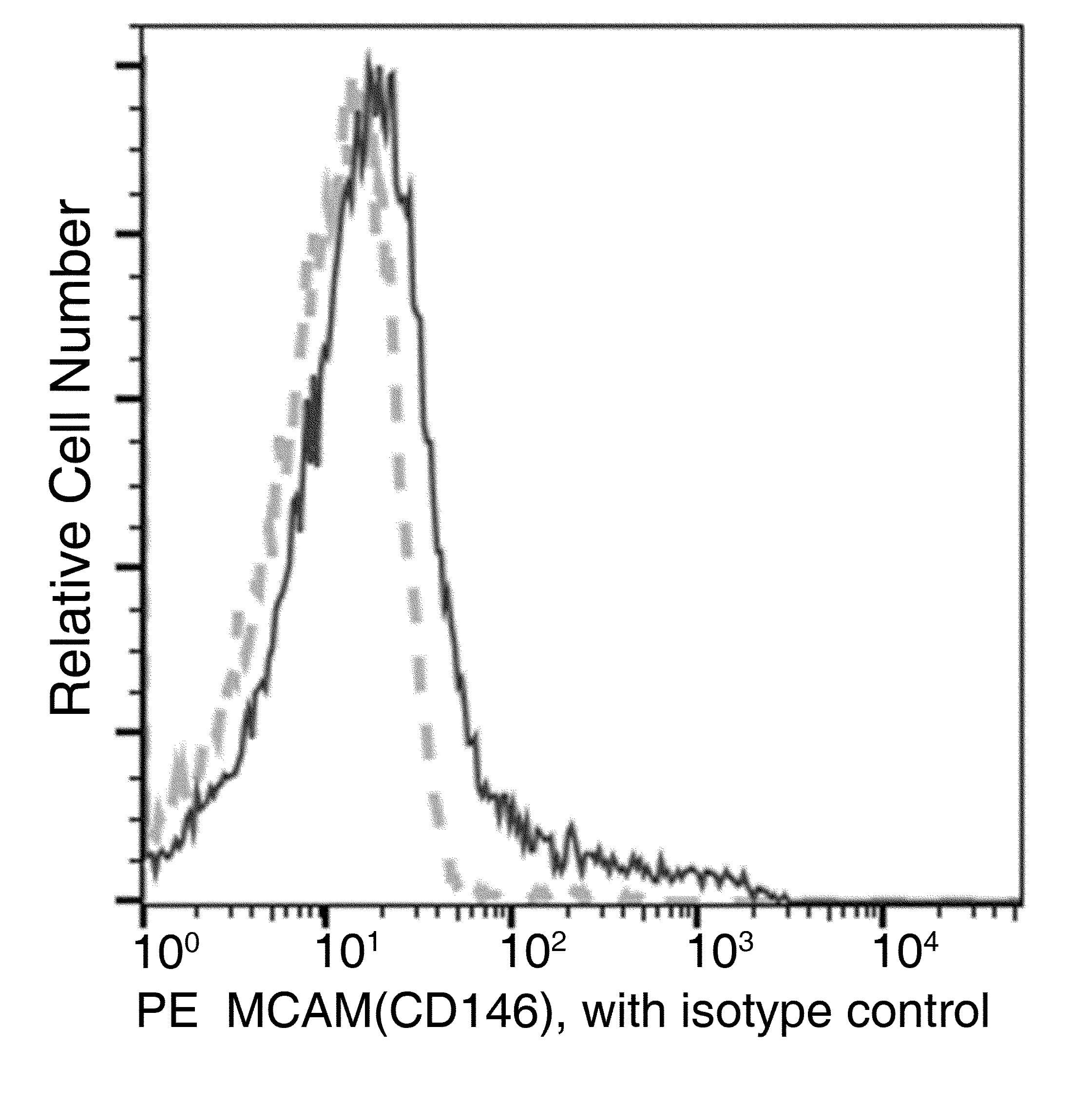 MCAM / CD146 Antibody (clone 241, PE)