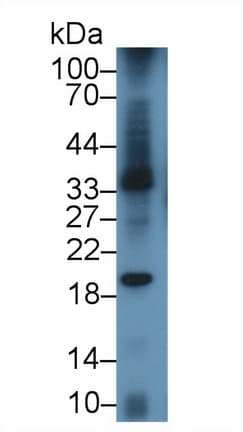 CD80 Antibody (aa38-246, APC)