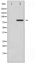 NR3C1/Glucocorticoid Receptor Antibody