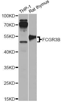 FCGR3B / CD16B Antibody