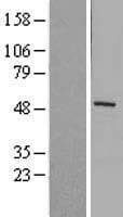 MMP1 Protein (Over-Expression Lysate Myc-DDK (Flag))