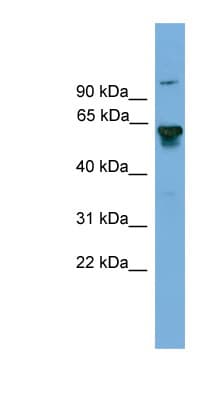 BIN2 Antibody (aa359-408)