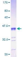 Human RNF7 Protein (Recombinant GST)