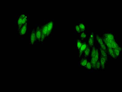 Polyclonal Rabbit anti-Human HIST1H3A Antibody (IF)