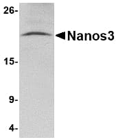 IHC-plus™ NANOS3 / NOS-3 Antibody