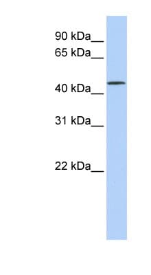 LRRC28 Antibody (aa36-85)