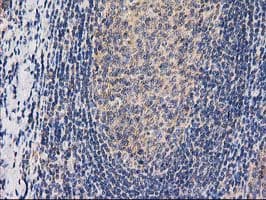 CHCHD5 Antibody (clone OTI9E6)