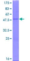 Human IFNA21 / Interferon Alpha 21 Protein (Recombinant GST)