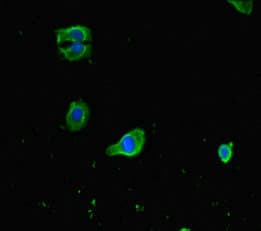 FNIP1 Antibody