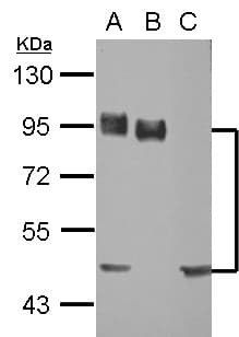 PathPlus™ CD44 Antibody (aa1-258)