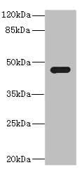 Polyclonal Rabbit anti-Human SAV1 / WW45 Antibody (IHC, IF, WB)