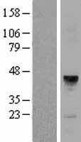 MFAP3 Protein (Over-Expression Lysate Myc-DDK (Flag))
