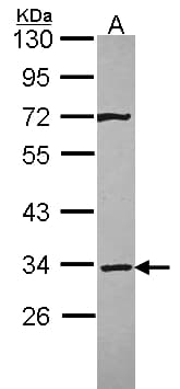 STX4 / Syntaxin 4 Antibody (aa92-297)