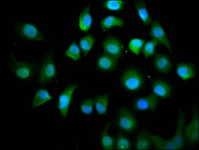 KIF18A Antibody