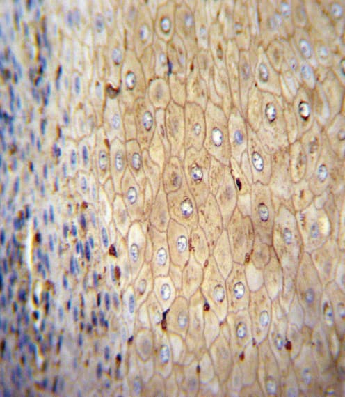 ACTB / Beta Actin Antibody (clone 4E8H3)