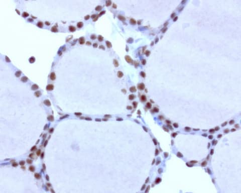 Monoclonal Mouse anti-Human C14orf166 Antibody (clone UMAB181, IHC, IF, WB)