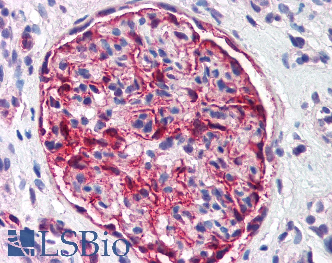 NES / Nestin Antibody (aa1464-1614, clone 10C2, Biotin)