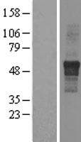 IPPK Protein (Over-Expression Lysate Myc-DDK (Flag))