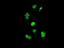 ERCC1 Antibody (clone OTI24F2)