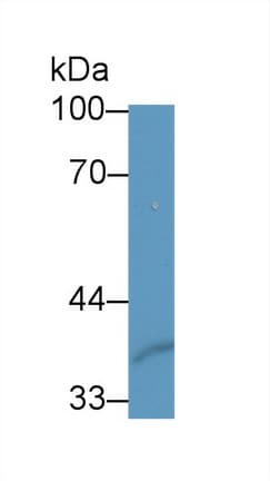 SFRP1 Antibody (aa32-314, APC, Cy7)