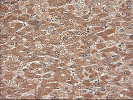 NTF3 / Neurotrophin 3 Antibody (clone OTI5C7)