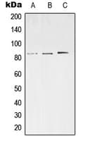 SV2C Antibody (Internal)