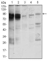 STAT5A Antibody (clone 6D4)