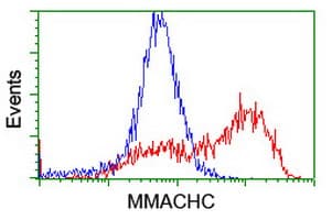 MMACHC Antibody (clone OTI2A6)
