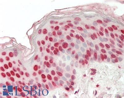 IHC-plus™ ARX Antibody (clone 4H8)