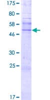 Human TAS2R20 / TAS2R49 Protein (Recombinant GST)