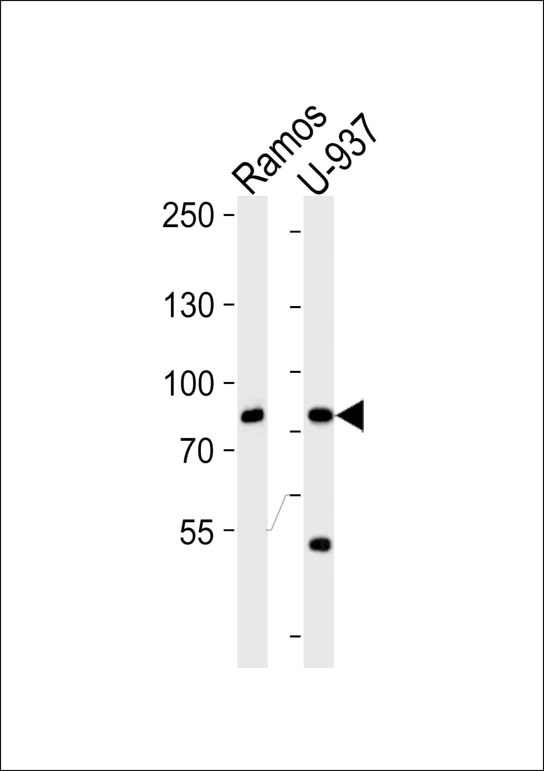 ZC3H11A Antibody (aa38-65)