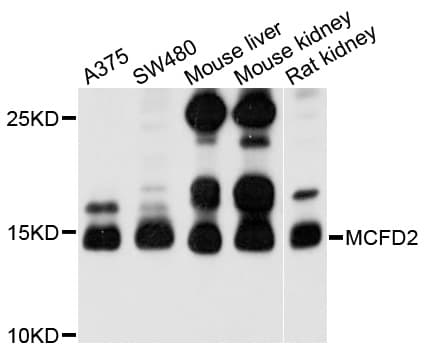 MCFD2 Antibody